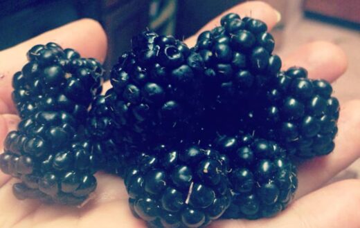 blackberries on my hanad 2014