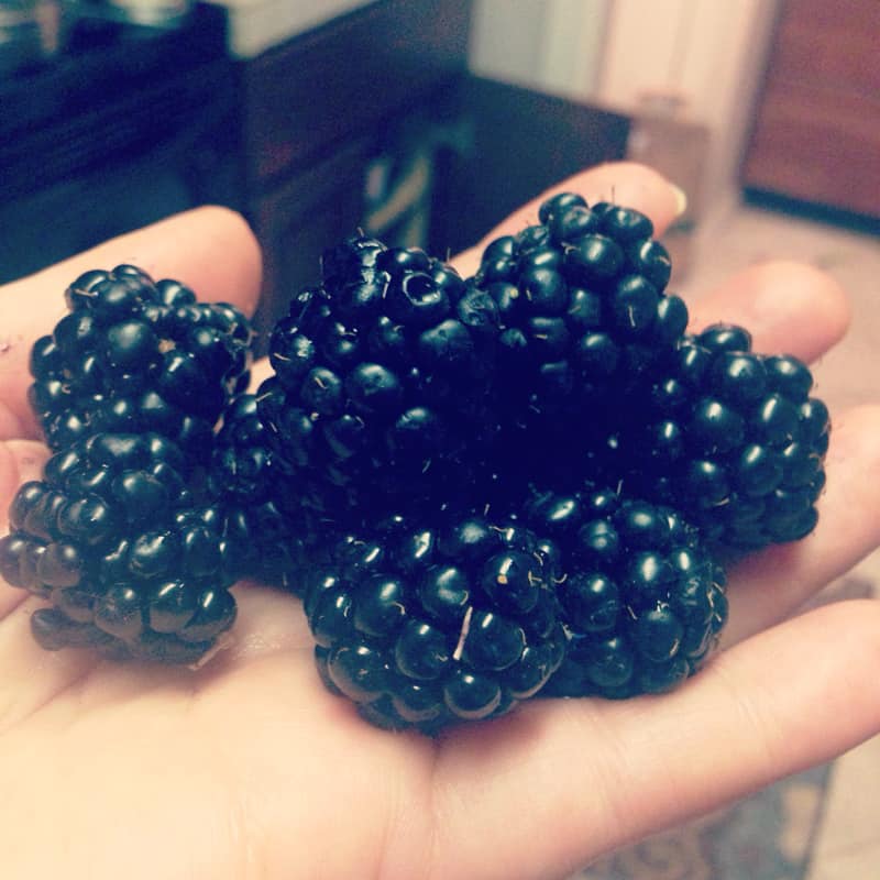 blackberries on my hanad 2014