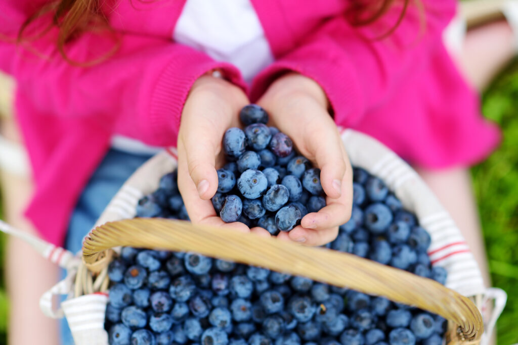 Close-up of holding fresh blueberries picked at organic blueberry farm